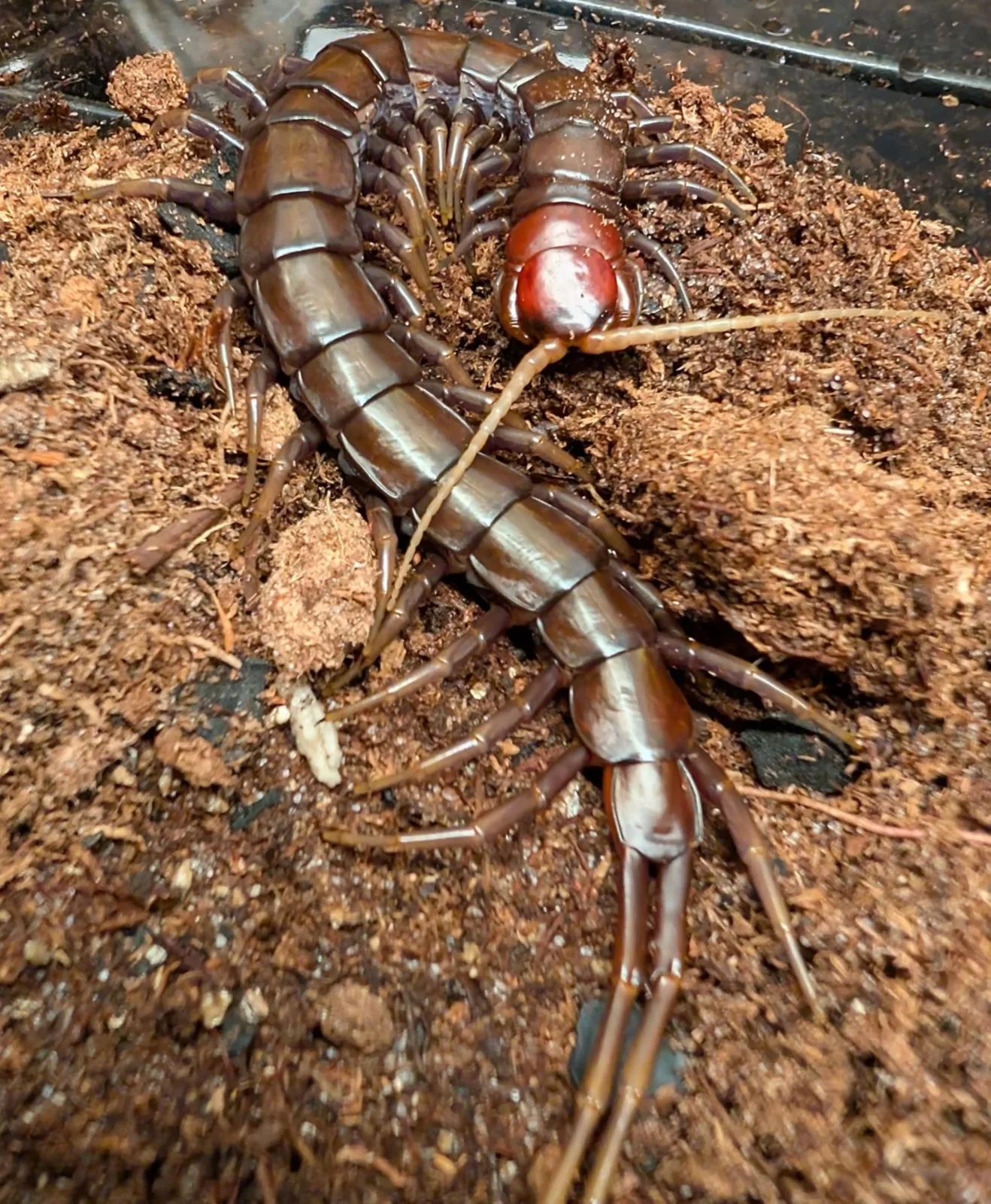 Scolopendra sp. 'Buton Black' – Buton Black Centipede | Chocolate-to-Black Giant with Cherry Head | Live Arrival Guarantee | TDE