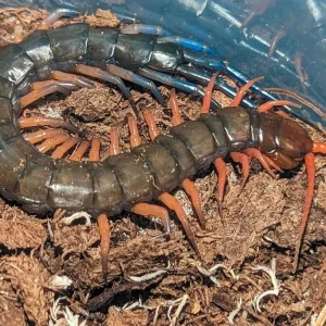Scolopendra sp. 'Lowland Jewel' – Lowland Jewel Centipede | Chocolate Body Orange-to-Blue Gradient Legs | Live Arrival Guarantee | TDE