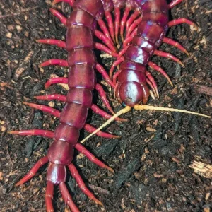 Scolopendra sp. 'Sumatran Purple' – Sumatran Purple Centipede | Purple Giant | Red Rosie | Live Arrival Guarantee | TDE