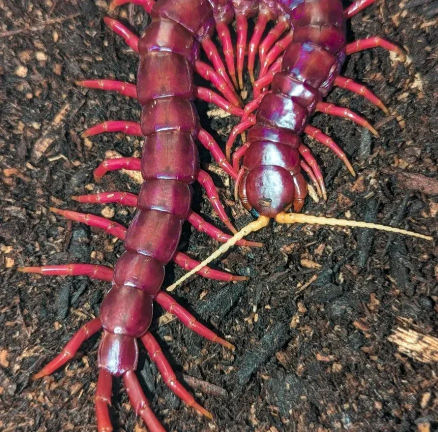 Scolopendra sp. 'Sumatran Purple' – Sumatran Purple Centipede | Purple Giant | Red Rosie | Live Arrival Guarantee | TDE