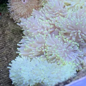 Sebae Anemone