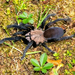 Selenocosmiinae sp. Kordillera – Kordillera Earth Tiger | Rare Asian Fossorial Tarantula | Live Arrival Guarantee | TDE