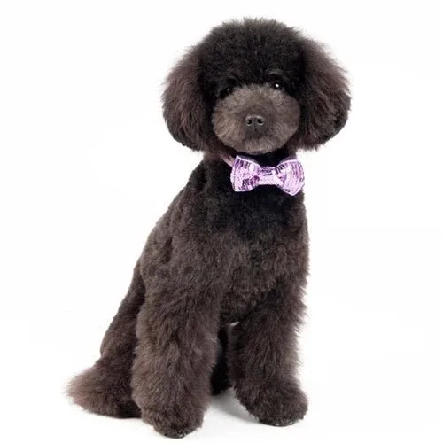 Sequins 1 Collar Slider Bow Tie- Purple - Image 2