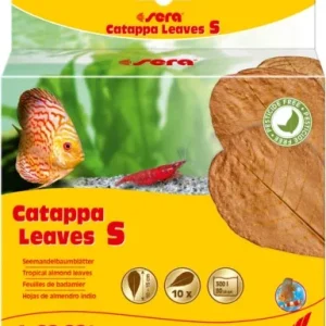 Sera Catappa Leaves