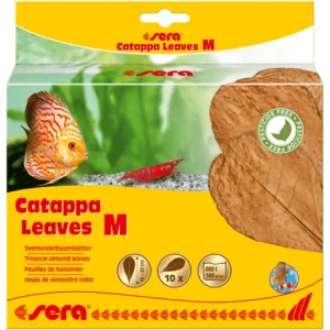 Sera Catappa Leaves, Medium