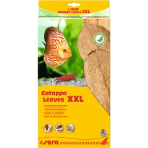 Sera Catappa Leaves, XXL