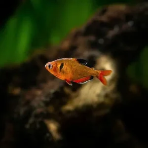 Serpae Tetra Fish