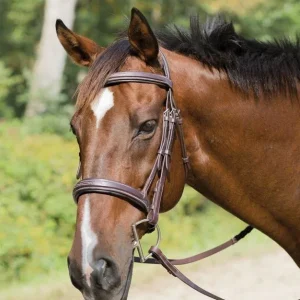 Shires Avignon Wellington Bridle