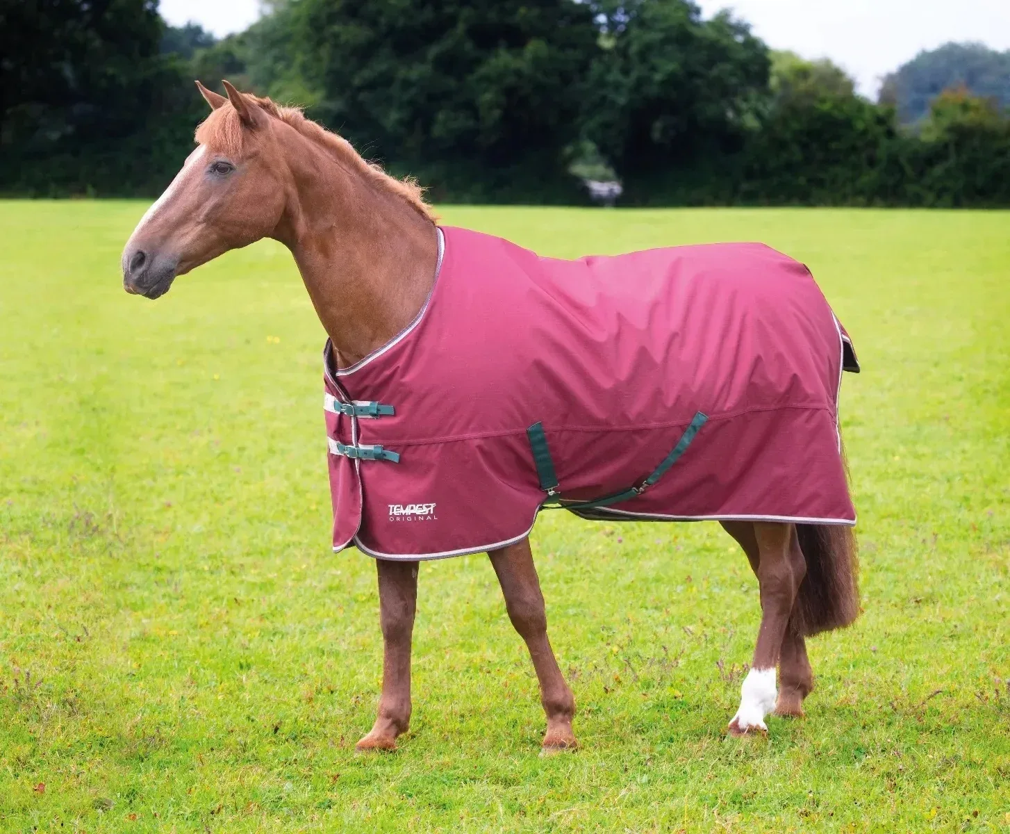 Shires Mini Highlander 200g TO - Image 2