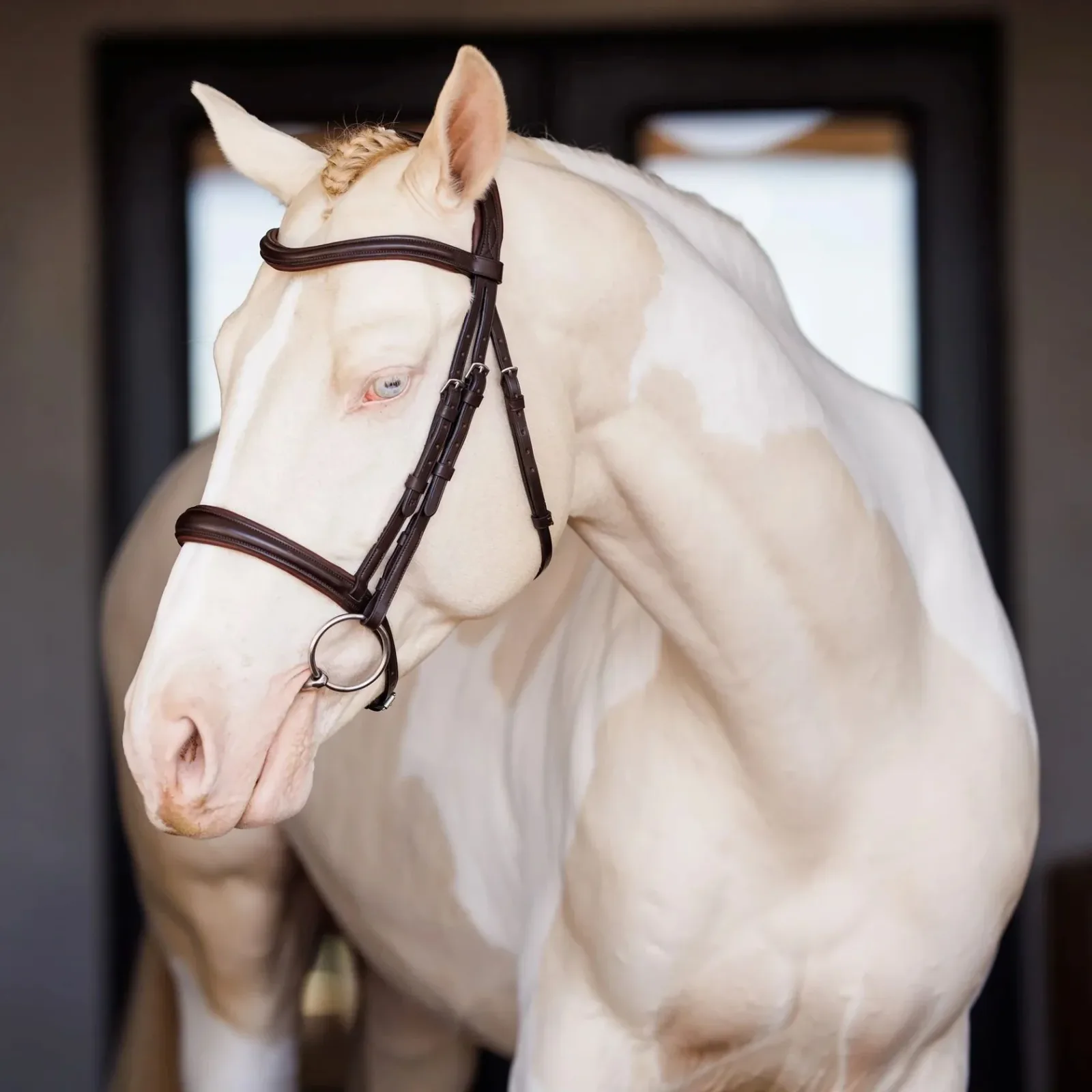 Shires Velociti Lusso Padded Raised Bridle
