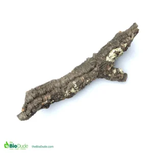 Show Grade Cork Bark Tube - 24 to 32 Inches