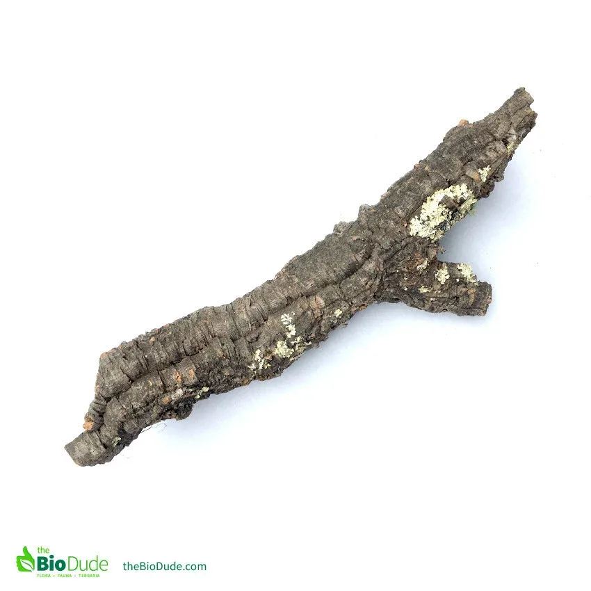 Show Grade Cork Bark Tube - 24 to 32 Inches