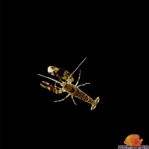 Shrimp - Pistol Tiger