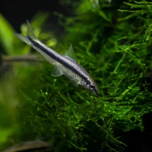Siamese Algae Eater