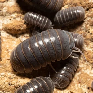 "Sicily" locale Isopods (Armadillo officinalis)