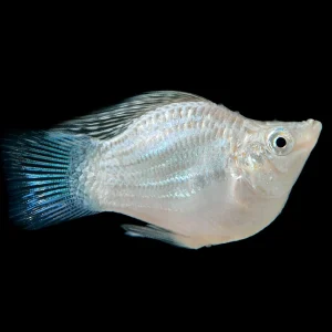 Silver Ballon Molly Fish