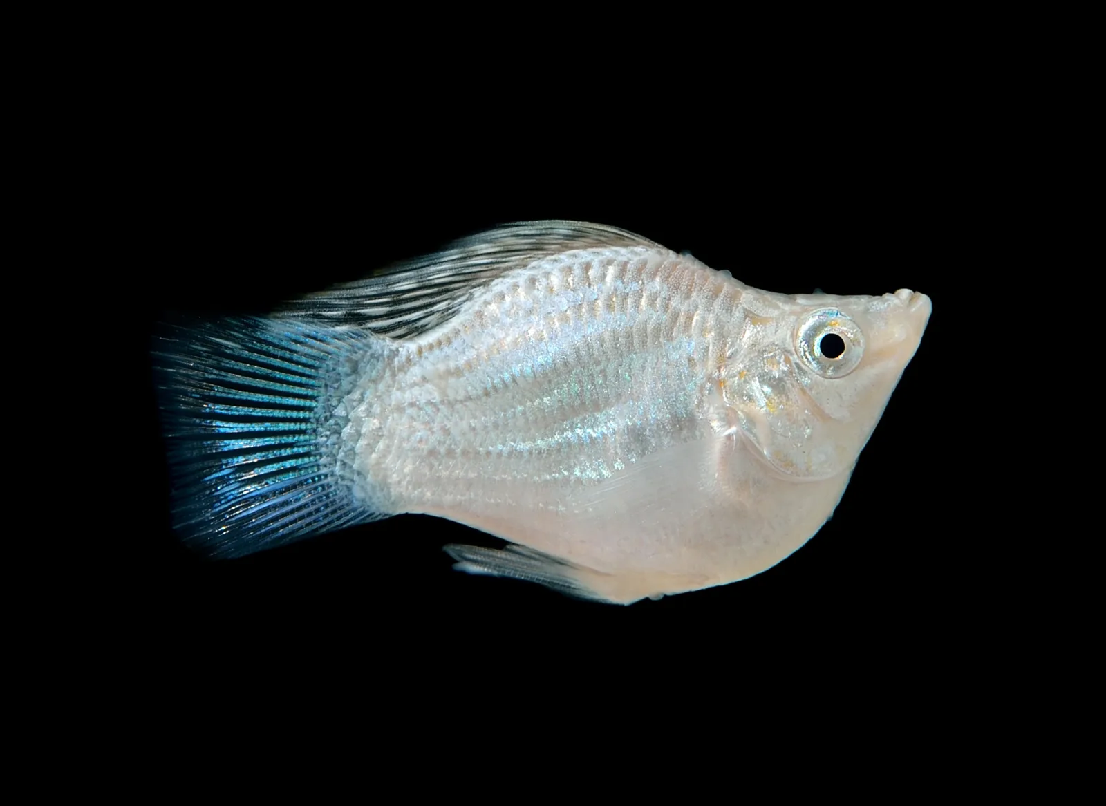 Silver Ballon Molly Fish
