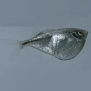 Silver Hatchetfish