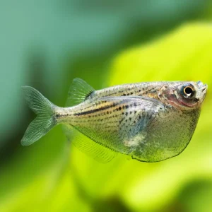 Silver Hatchetfish