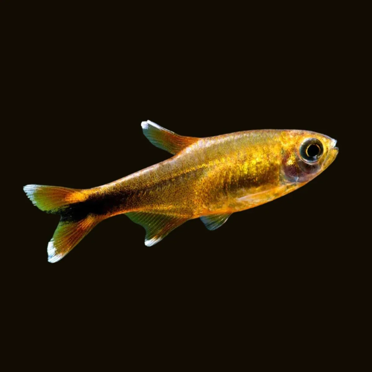 Silver Tip Tetra - Image 2