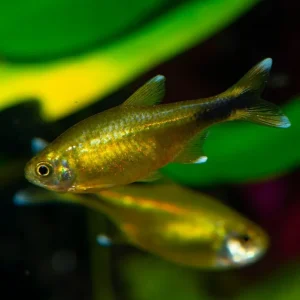 Silver Tip Tetra