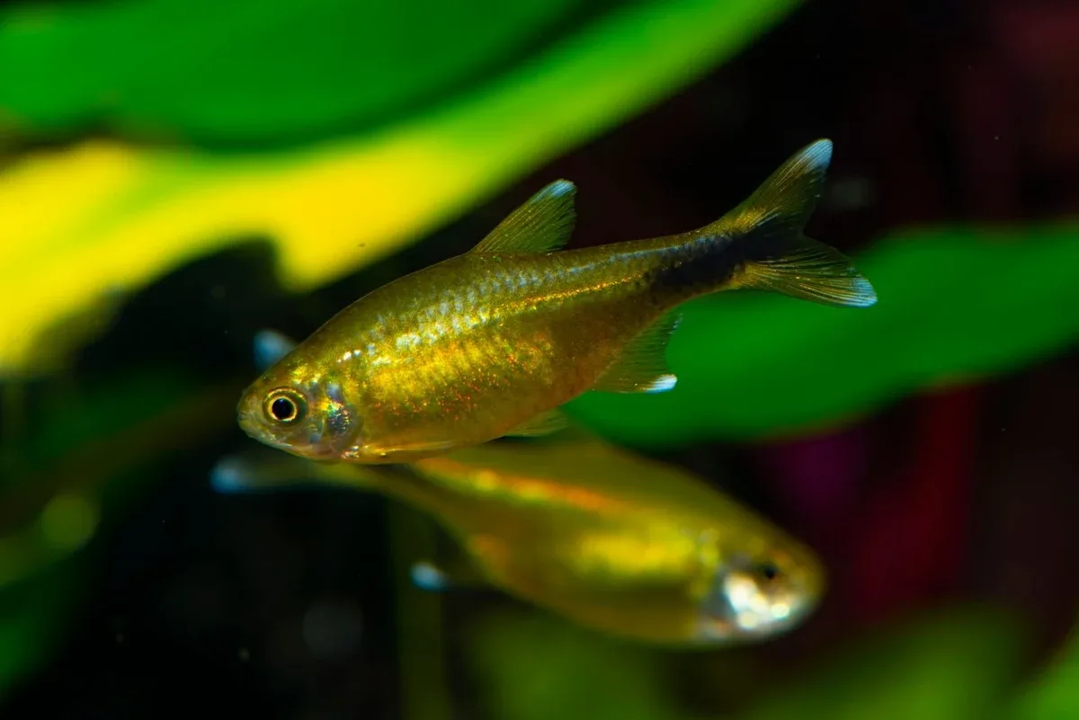 Silver Tip Tetra