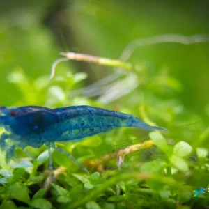 Sky Blue Shrimp