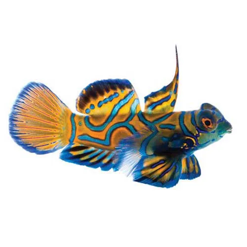 Small (0.5" - 0.75") Captive-Bred Blue Mandarin (Synchiropus splendidus) - ORA