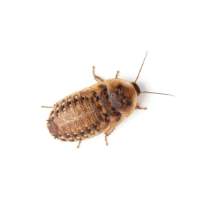 Small 1/2" Dubia (Pet Stores Only)