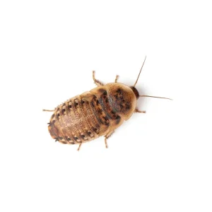 Small 3/8" Dubia FREE SHIPPING