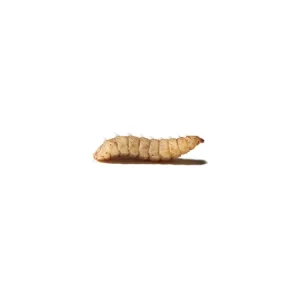 Small CalciGrubs™ Free Shipping