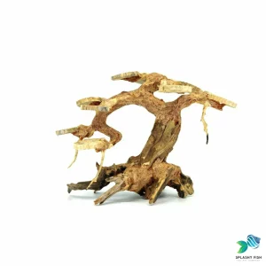 Small Rainforest Bonsai Driftwood Tree M200