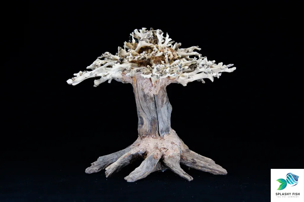 Small Redwood Bonsai Driftwood Tree M220 - Image 2