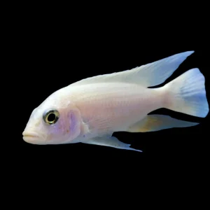 Snow White Cichlids