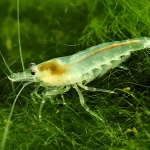 Snowball Shrimp