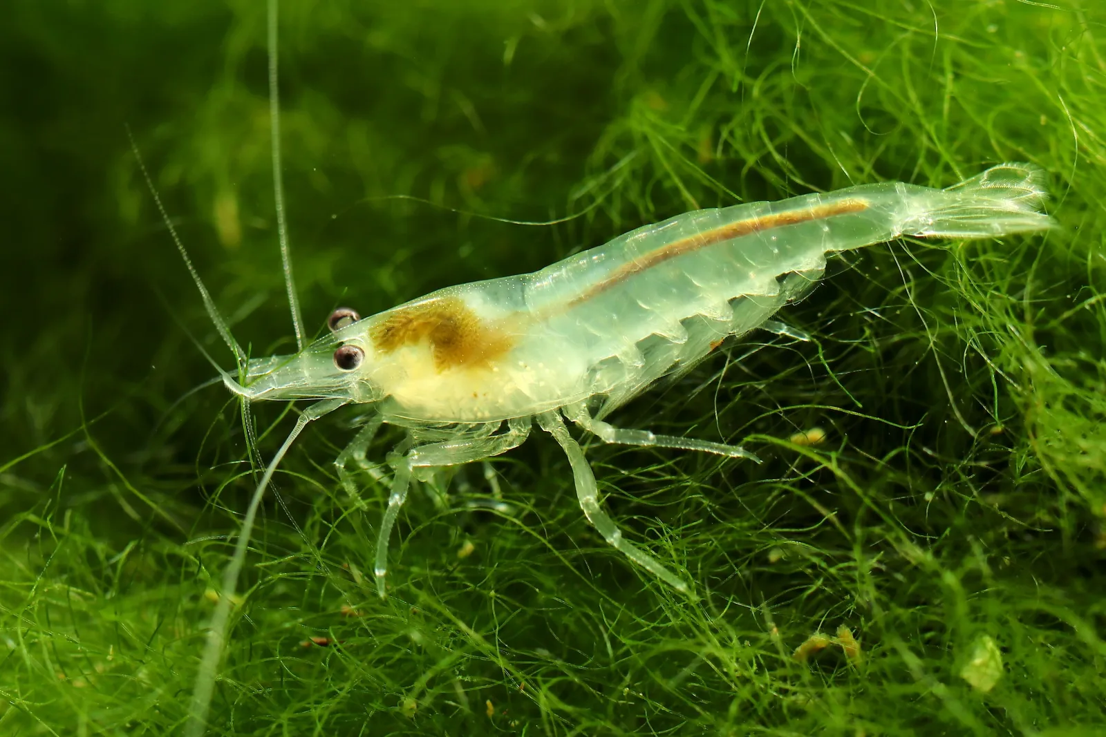 Snowball Shrimp