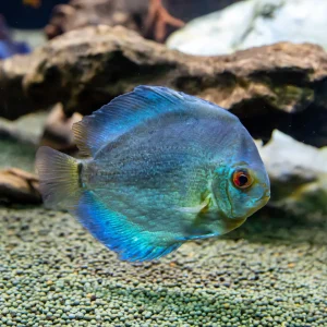 Solid Blue Turquoise Discus