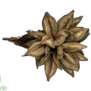 Sororoca Penca Nut Pod for Terrariums & Vivariums