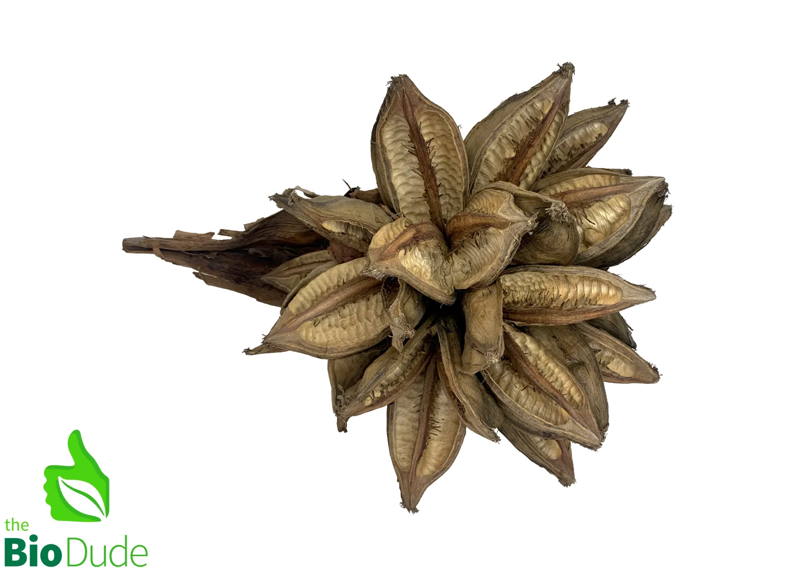 Sororoca Penca Nut Pod for Terrariums & Vivariums