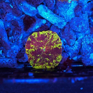 Splatter Jawbreaker Discosoma Mushroom WYSIWYG - SAQ Coral Farm