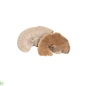 Sponge Mushroom 1 piece