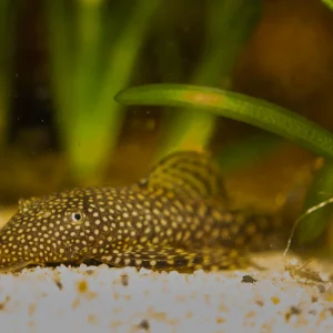 Spotted Borneo Sucker Loach