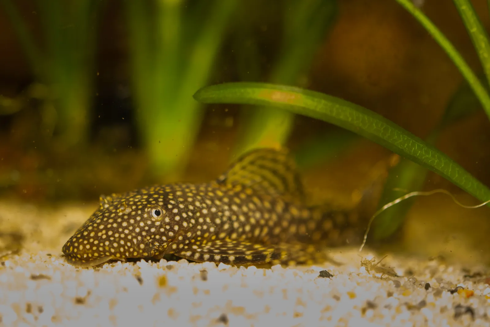 Spotted Borneo Sucker Loach
