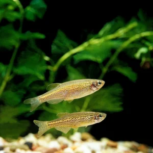 Spotted Danio