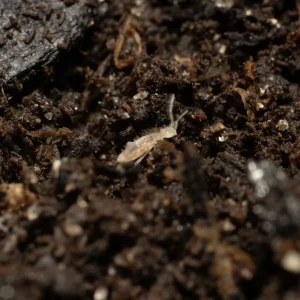 Springtail Starter Culture Tropical Pink (Coecobrya cf. tenebricosa)