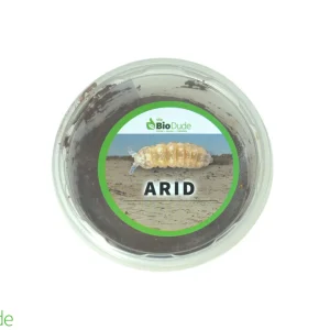 Springtails - Arid Environments - 8 ounce container FREE SHIPPING