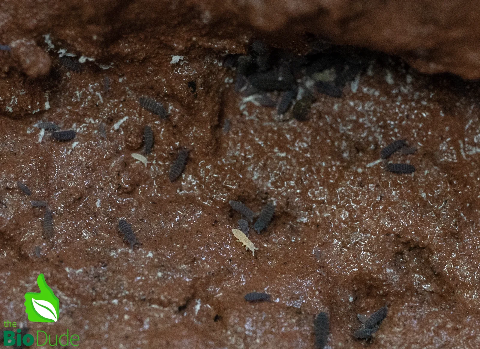 Springtails - Lilac X Albino Temperate Environments - 8 ounce container FREE SHIPPING - Image 2