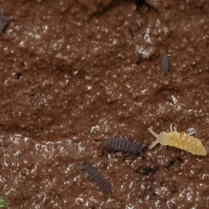 Springtails - Lilac X Albino Temperate Environments - 8 ounce container FREE SHIPPING