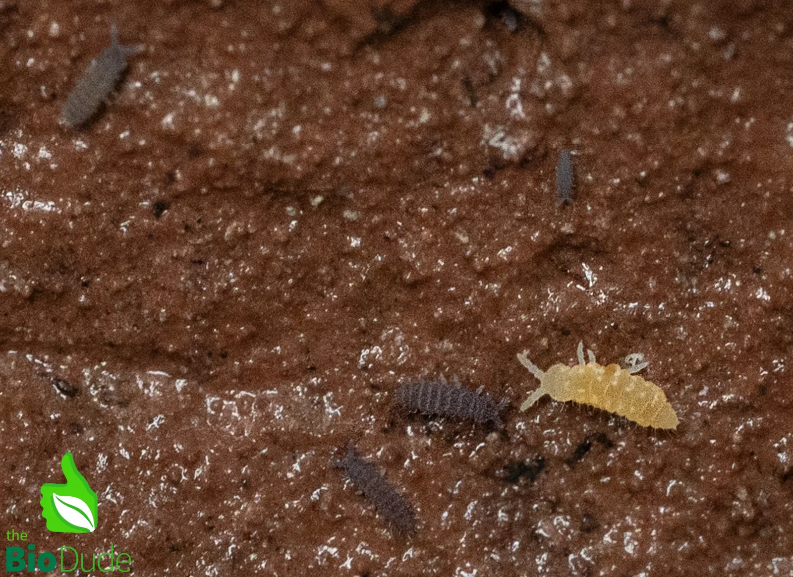 Springtails - Lilac X Albino Temperate Environments - 8 ounce container FREE SHIPPING