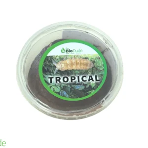 Springtails - Tropical Environments - 8 ounce container FREE SHIPPING